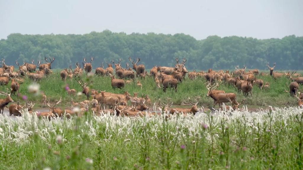 湖北走近国家保护动物麋鹿、江豚 长江生态保护见成效