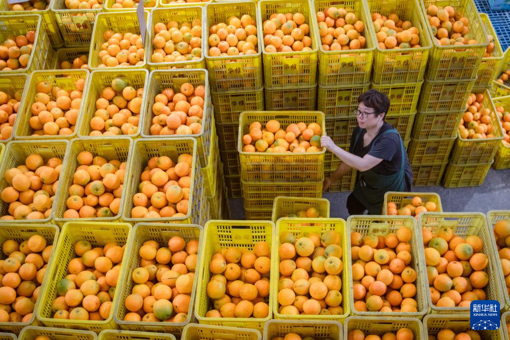 秭归：种植40万亩 年产量100万吨 夏橙进入销售季