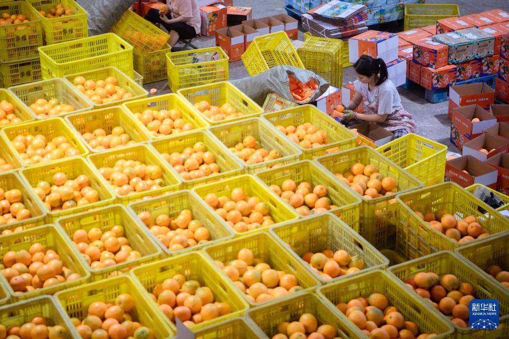 秭归：种植40万亩 年产量100万吨 夏橙进入销售季
