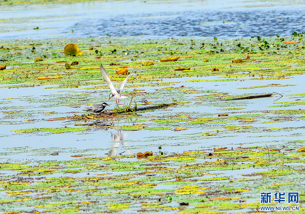 环境向好 4万须浮鸥栖息湖北孝感老观湖国家湿地公园