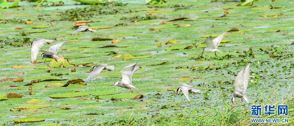 环境向好 4万须浮鸥栖息湖北孝感老观湖国家湿地公园