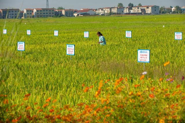 湖北襄阳：绿色防控 水稻增收的秘密武器