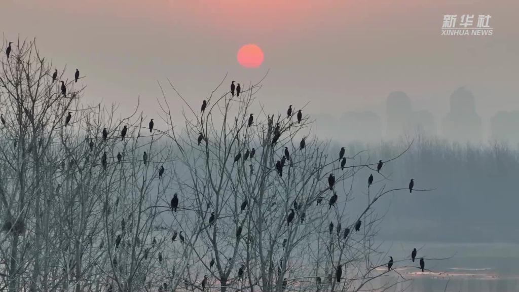 湖北汉江湿地：波光潋滟 飞鸟翔集